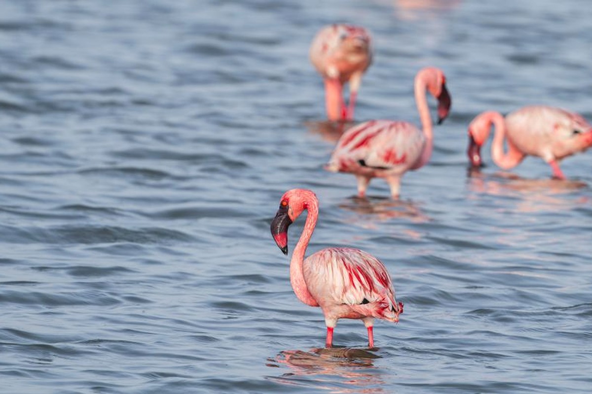 Flamingos standing and feeding in shallow water